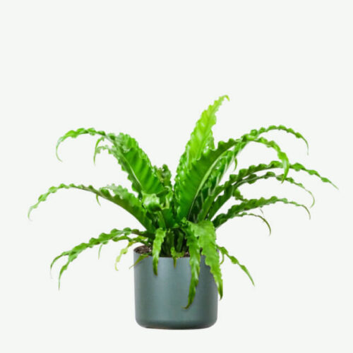 plants-ecommerce-product-featured-img-8 Birdnest Japanese